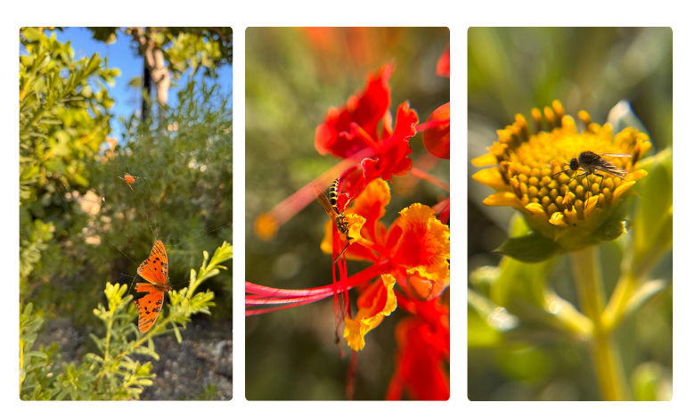 Butterfly collage jb